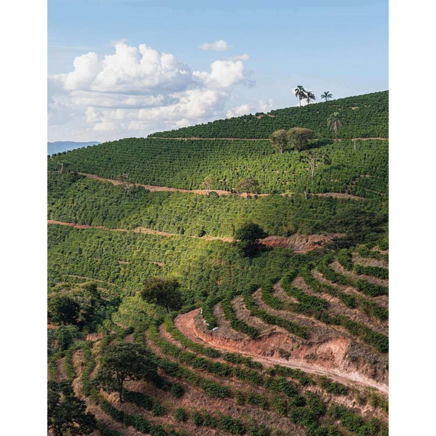 Cafe En Grano Kawas Brasil Carmo de Minas Origen 250g