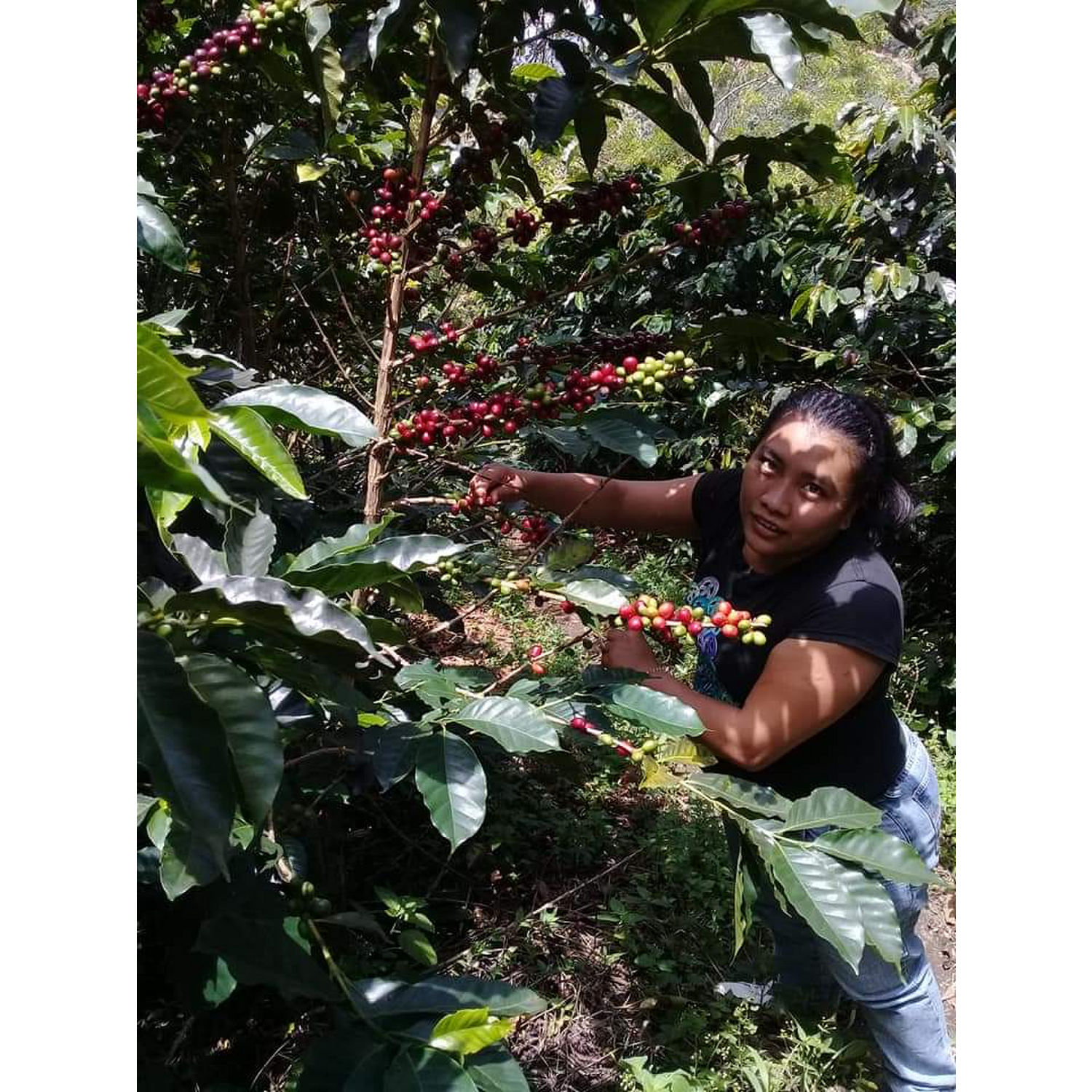 Cafe Molido Espresso Nosso Cafe Justo Finca Indigena 250g