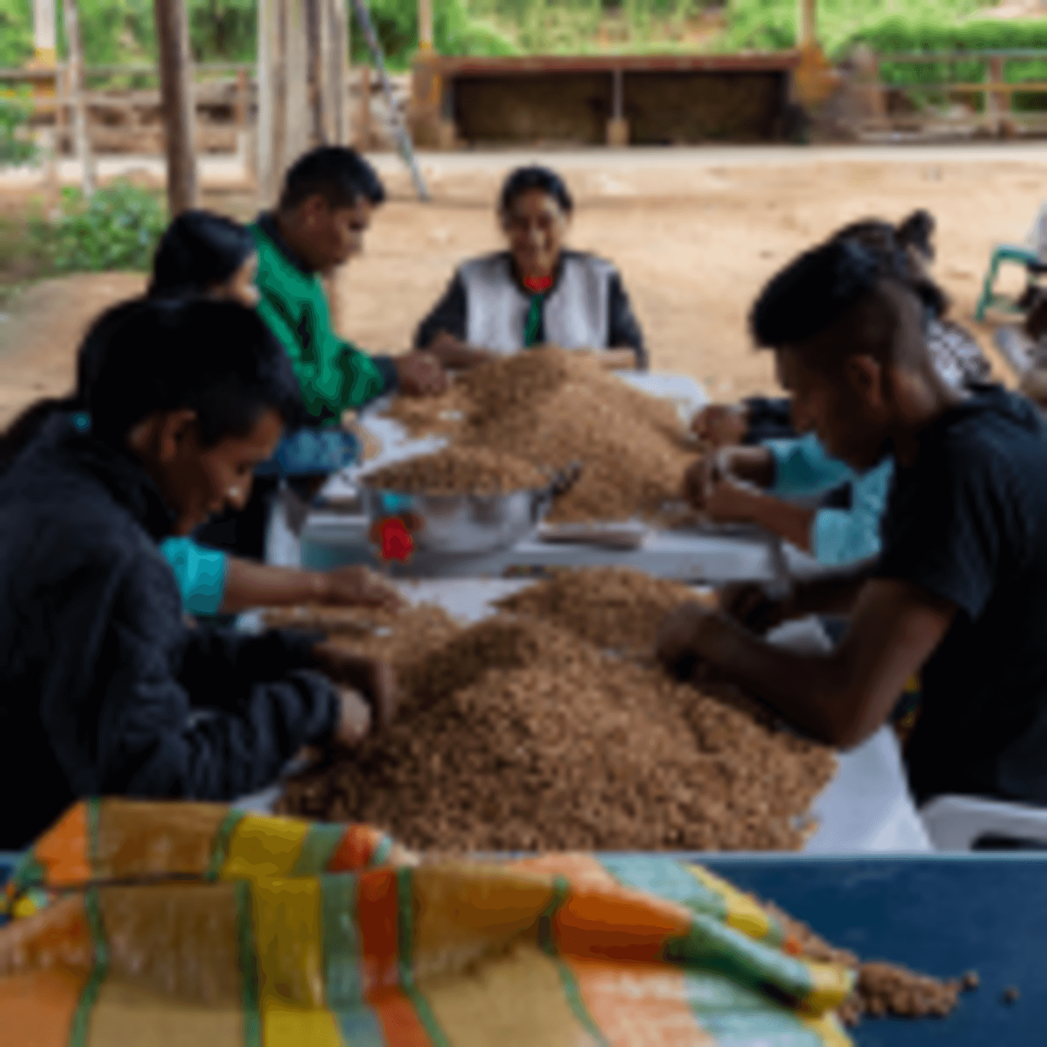 Cafe Molido Filtrado Nosso Cafe Justo Finca Indigena 250g being processed by community members.