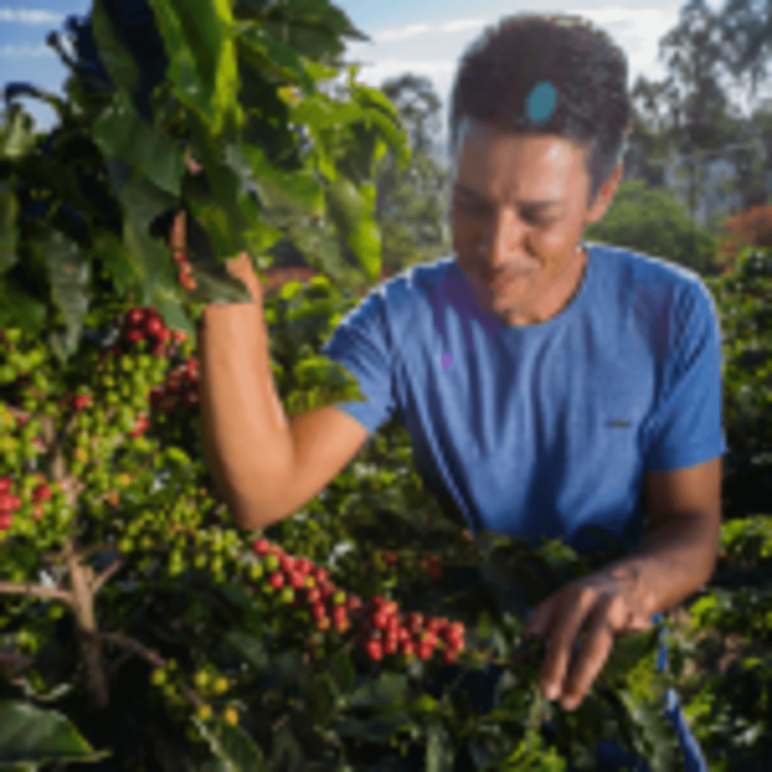 Cafe Molido Filtrado Nosso Cafe Justo Tropical Blend 250g, cosechador recolectando granos de café en plantación.