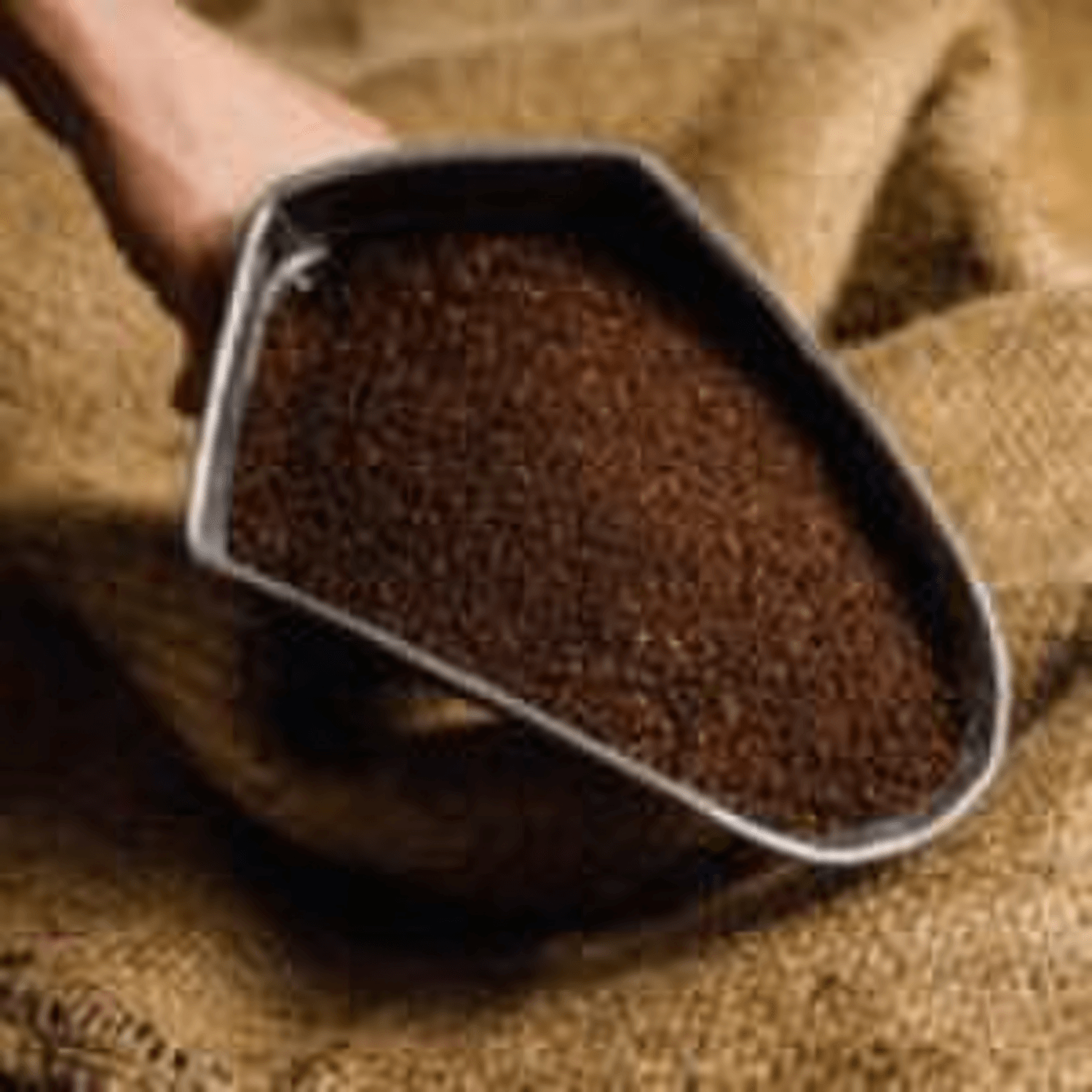 Cafe Molido Filtrado Nosso Cafe Justo Tropical Blend 250g en una pala, listo para preparar una taza aromática.