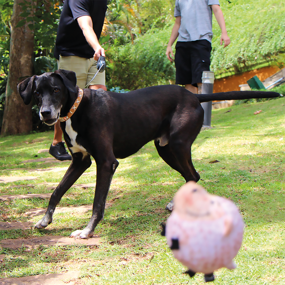 Correa Retrac ABS Perro Mimo M 5 Mt 25kg Gri PP038 Mimo New Horizons Chile New Horizons NHT.cl