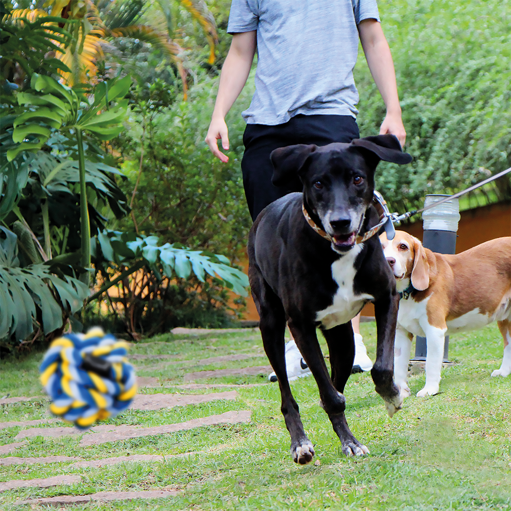 Juguete Para Perro Mimo Pelota Cuerda 10cm PP103