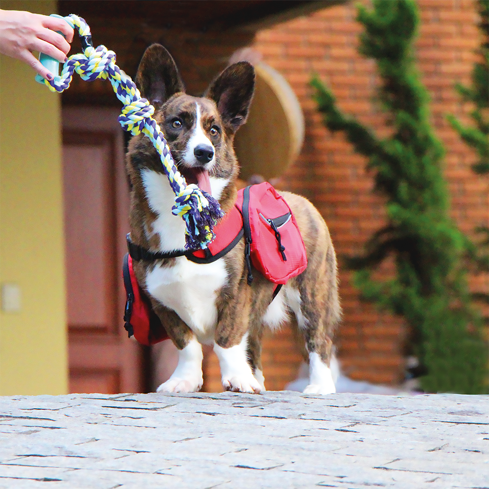 Juguete Para Perro Mimo Cuerda Tirador 45cm PP210 7908414405752 Juguete Perro by Mimo | New Horizons