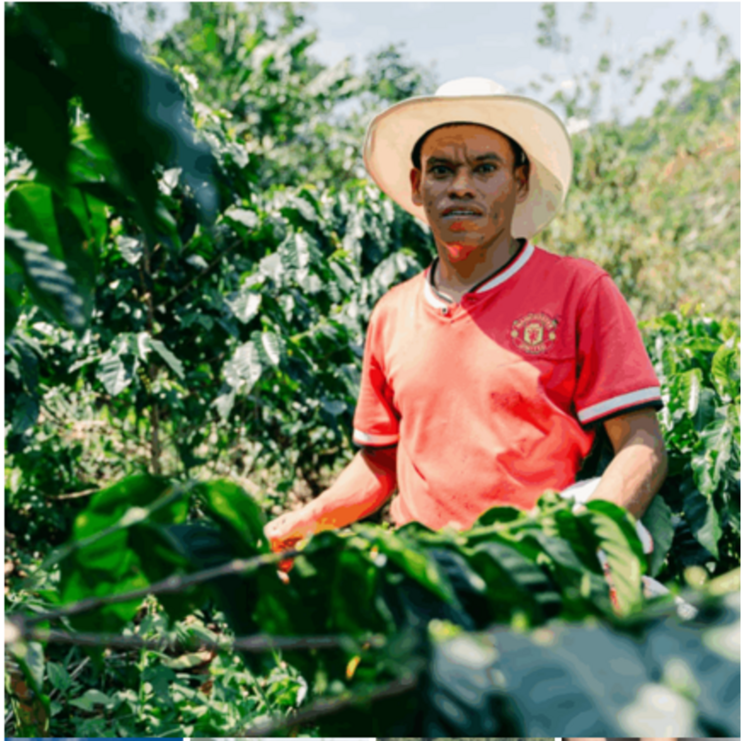 Cafe Molido Nosso Cafe Justo Tropical Blend 250g Nosso Cafe Justo New Horizons Chile New Horizons NHT.cl