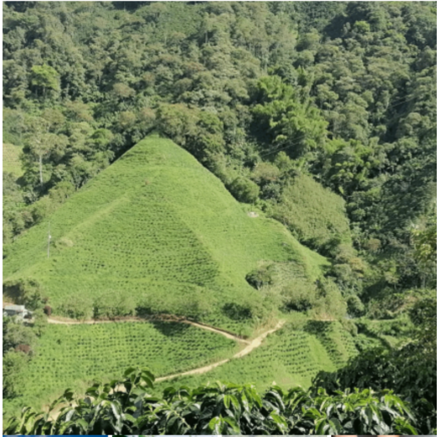 Cafe Molido Nosso Cafe Justo Tropical Blend 250g Nosso Cafe Justo New Horizons Chile New Horizons NHT.cl