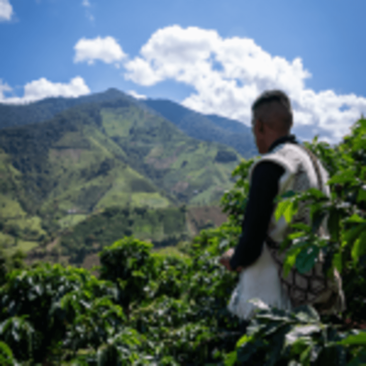 Cafe Molido Filtrado Nosso Cafe Justo Tropical Blend 250g - Cultivo de café en paisajes montañosos